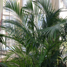 Lush palm plant with long, feathery green fronds, thriving in a bright greenhouse environment