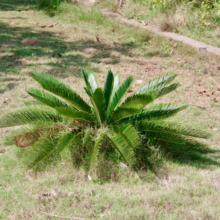 Small green sago palm plant with feathery fronds, growing in a grassy garden setting.