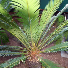 Lush green plant with long, radiating fronds, creating a vibrant, natural display