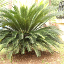 Lush green Sago Palm (Cycas revoluta) in a garden, a striking tropical plant with feathery fronds.