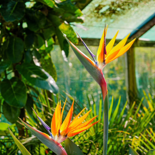 Vibrant Strelitzia reginae flowers with orange petals and blue accents, resembling bird heads, bloom in a lush greenhouse setting.