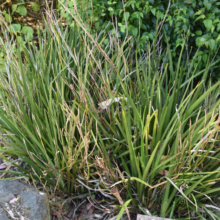 Clump of green & brown, narrow-leaved plants, possibly flax, in a garden. Some leaves are drying/browning.