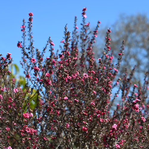 Leptospermum scoparium 'Gaiety Girl' shrub with vibrant pink flowers against a bright blue sky, showcasing its dense, bushy form.