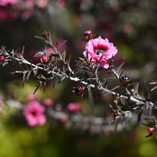 Leptospermum scoparium 'Gaiety Girl' close-up: pink double flowers, dark foliage, and seed capsules on a twig