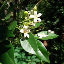 Murraya paniculata: Glossy green leaves and clusters of fragrant, star-shaped white flowers blooming in sunlight