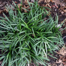 Ophiopogon japonicus 'Nana': Clump of dense, dark green, grass-like foliage creating a lush, groundcover texture.