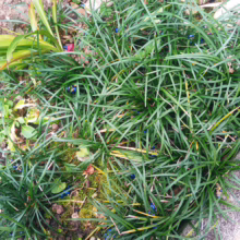 Ophiopogon japonicus ground cover with dark green, grass-like foliage and striking blue berries in a garden setting.