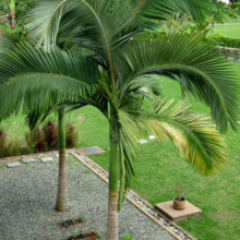 Archontophoenix alexandrae palms in a garden setting. Tall, slender trunks with vibrant green fronds reaching upwards and outwards.