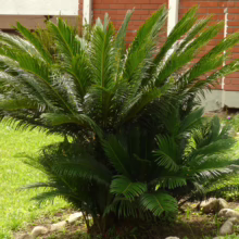 Lush green Sago Palm plant with feathery leaves in a garden, brick wall backdrop
