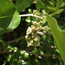 Streblus Banksii: Green leaves and clusters of light green buds, showcasing the plant's natural beauty