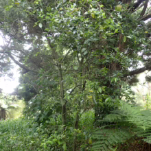 Streblus Banksii tree with lush green foliage, blending into a verdant forest setting with ferns and other native plants.
