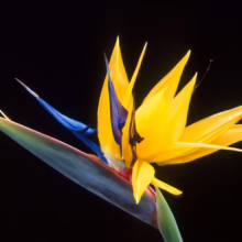 Strelitzia reginae: Bird of Paradise flower with striking yellow petals, blue accents, and a sleek, sculptural form against a black backdrop.