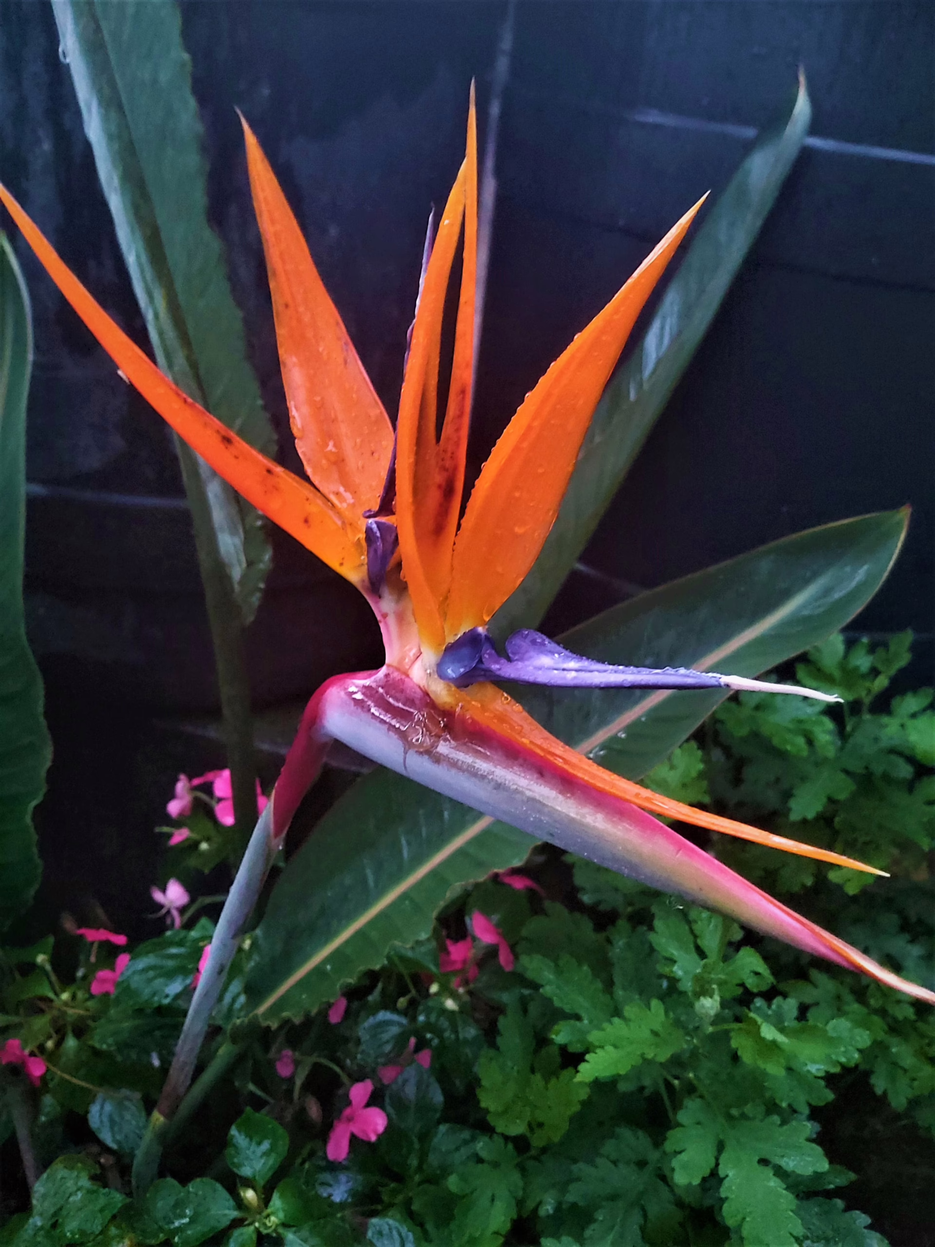 Strelitzia reginae: Vibrant bird of paradise flower with orange, purple, and white petals, surrounded by lush green foliage
