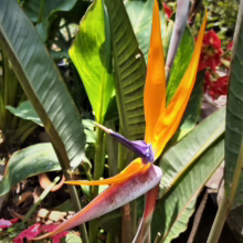 Strelitzia reginae, or Bird of Paradise flower, showcasing vibrant orange petals and purple stamen against lush green foliage