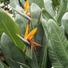Strelitzia reginae plant with vibrant orange and blue flowers among green leaves