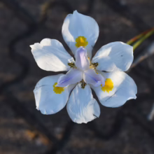 Delicate white flower with yellow and lavender accents, showcasing intricate petal details