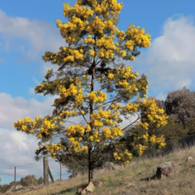 Acacia baileyana tree bursting with vibrant yellow blossoms, set against a bright blue sky