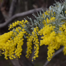 Acacia baileyana branch laden with bright yellow flowers and distinctive silvery-blue fern-like foliage.
