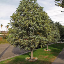 Acacia baileyana tree with distinctive silver-blue foliage, planted in a residential lawn