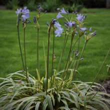 Agapanthus 'Golden Drop' with striped leaves and blue flower buds/blooms, adding unique color and texture to the garden