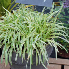 Agapanthus 'Golden Drop' in a gray pot. Variegated green and yellow strappy leaves create a lush, fountain-like appearance.