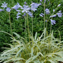 Agapanthus 'Golden Drop': Variegated foliage with blue flower stalks. A striking ornamental plant for garden or container.