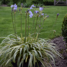 Agapanthus 'Golden Drop' in bloom. Variegated leaves with blue flower stalks rising above the plant.