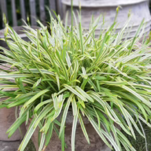 Agapanthus 'Golden Drop' in a weathered pot, showing striped green-and-yellow foliage and emerging flower buds