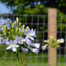 Agapanthus 'Silver Baby' blooms: delicate, pale blue-white flowers with yellow stamens, set against a soft green backdrop.