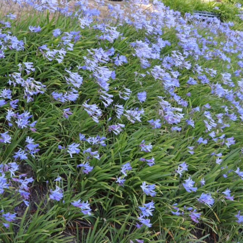 Field of light blue Agapanthus ‘Streamline’ flowers with vibrant green foliage creating a serene, natural landscape
