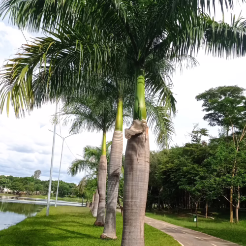 Archontophoenix cunninghamiana trees line a grassy path. Tall, smooth trunks support vibrant green fronds in a park setting.