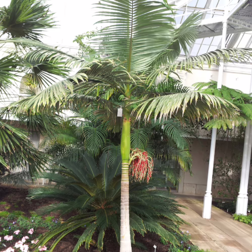 Archontophoenix cunninghamiana: A vibrant palm with red fruit clusters, set amidst lush greenery in a bright greenhouse