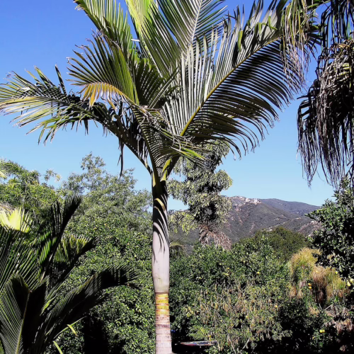 Archontophoenix purpurea palm tree with smooth gray trunk and lush green fronds, set against a clear blue sky