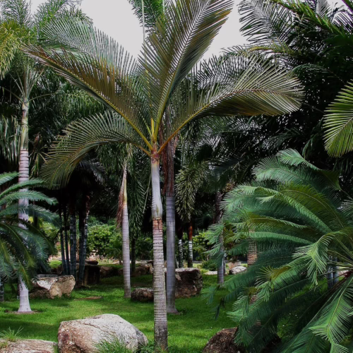Archontophoenix purpurea palm trees in a lush garden setting, accented by natural rock formations