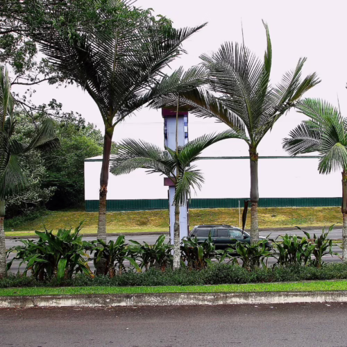 Five Archontophoenix purpurea trees of varying sizes, lining a roadside with green foliage and a building in the background.