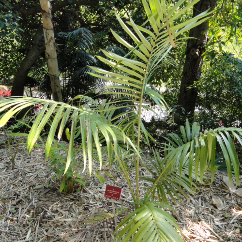 Young Archontophoenix purpurea palm with vibrant green fronds, planted in a natural garden setting. A beautiful example of Archontophoenix purpurea.