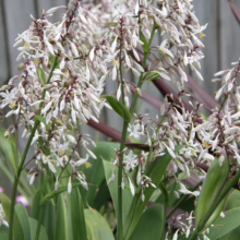 Arthropodium cirratum 'Matapouri Bay' with cascading white star-shaped flowers on tall green stalks, adding elegance to any garden