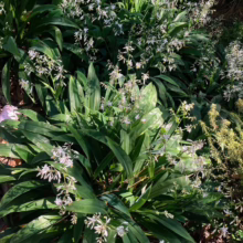 Arthropodium cirratum 'Matapouri Bay' plants with strappy green leaves and delicate sprays of white star-shaped flowers