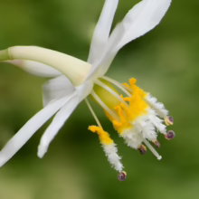 Arthropodium cirratum 'Matapouri Bay' flower. Elegant white petals surround striking yellow stamens with fuzzy, white fringe.