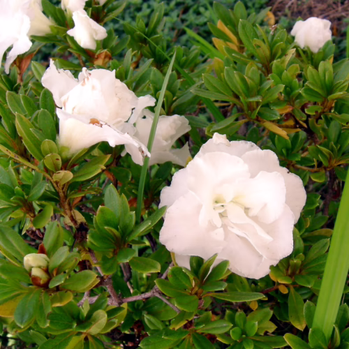 Azalea indica ‘Aline’ with abundant, ruffled white blossoms and glossy green foliage, a beautiful flowering shrub for any garden.