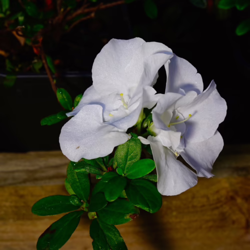 Azalea indica ‘Aline’ with delicate white ruffled blooms and glossy green leaves, a beautiful flowering shrub for any garden.