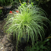 Carex 'Feather Falls' grass in a pot. Variegated green and white foliage cascades down, creating a soft, feathery effect.