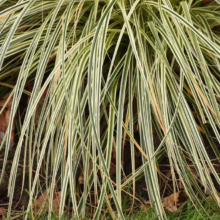 Carex 'Feather Falls': Variegated ornamental grass with slender, arching leaves in shades of green and white, adding texture to gardens.