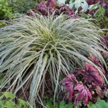Carex 'Feather Falls' ornamental grass with striking white-striped green blades, adding texture and movement to gardens