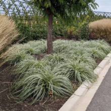 Carex 'Feather Falls' ornamental grass forming lush, cascading clumps around a tree in a garden bed.