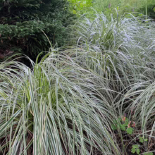 Carex 'Feather Falls' grass with elegant, arching green & white striped blades, adding graceful movement to gardens