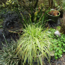 Carex 'Feather Falls' in a pot, showcasing its bright, variegated foliage. Long, arching leaves create a fountain-like effect, adding texture to a garden setting.