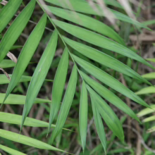 Chamaedorea costaricana leaves. Close-up of vibrant green, pinnate foliage, showcasing its tropical texture and elegant form.