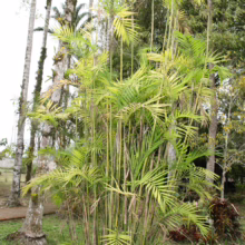 Chamaedorea costaricana palm with vibrant green fronds and bamboo-like stalks in a lush garden setting