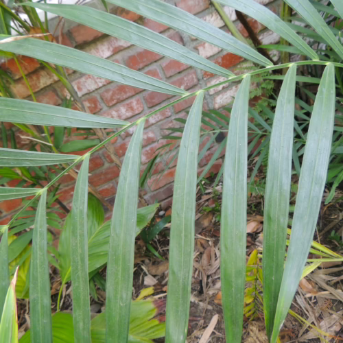 Chamaedorea hooperiana's slender, vibrant green leaves create a lush display against a rustic brick wall.